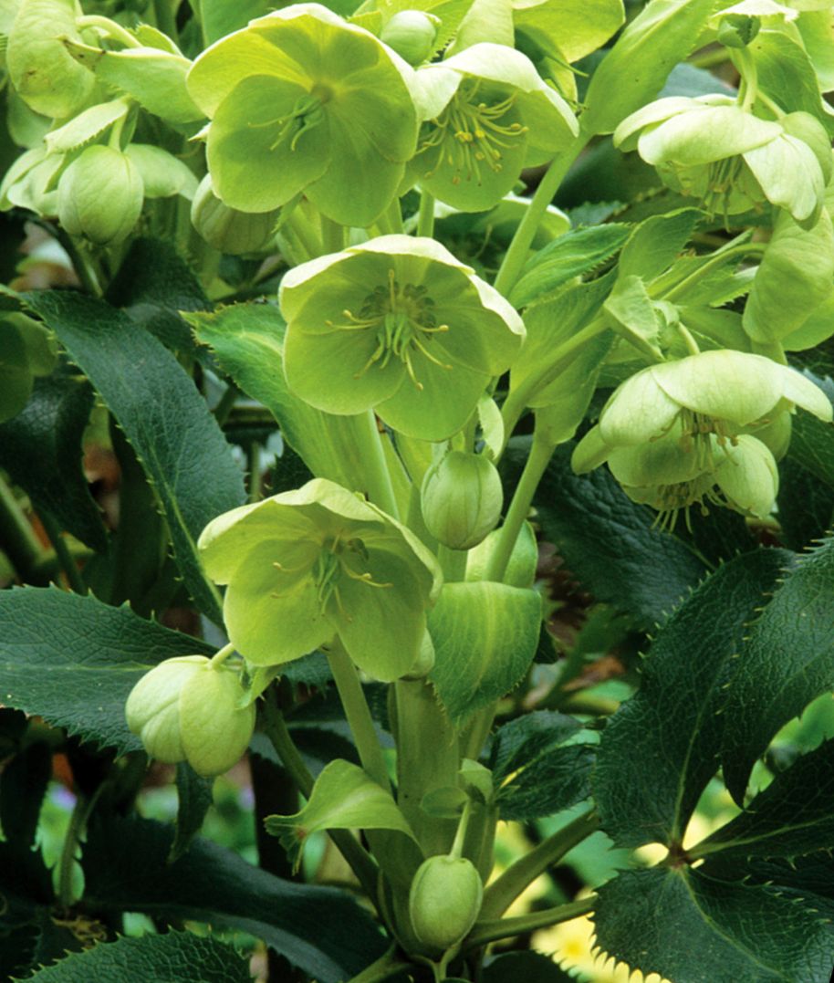 Helleborus argutifolius
